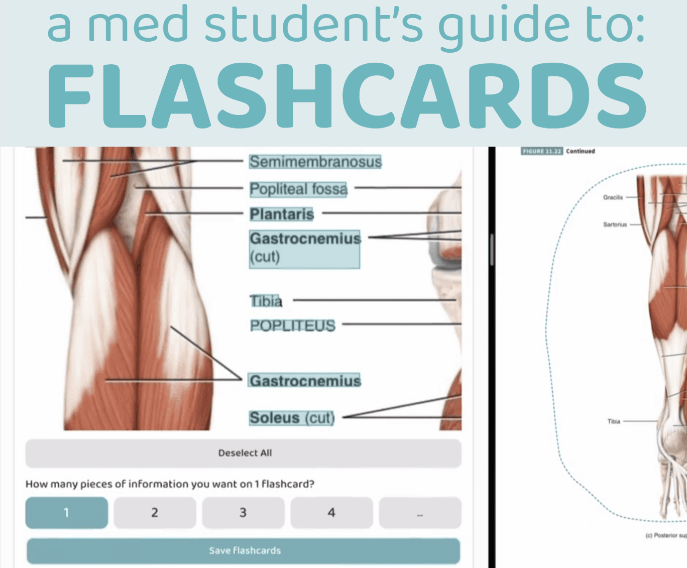 How to Study with Flashcards as a Medical Student : Guide for Medical Board Exams and Finals