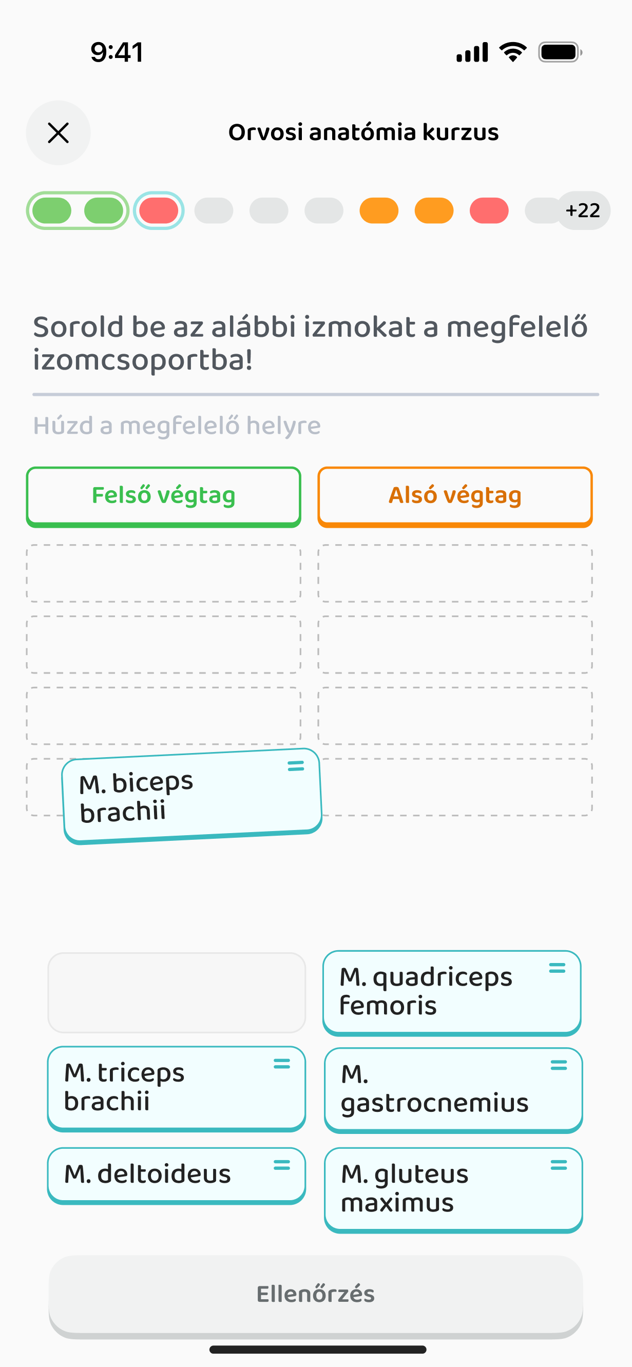 Csoportosítós feladat: izomcsoportok