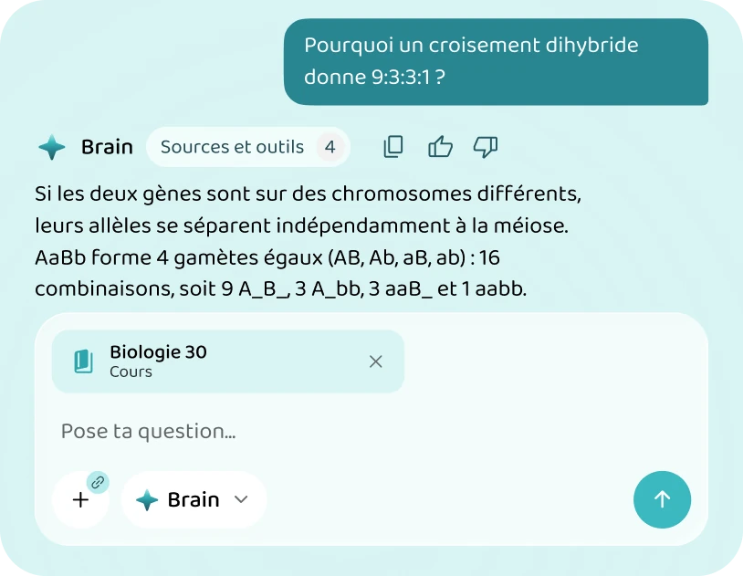 Brain qui explique le rapport 9:3:3:1 d'un croisement dihybride, à partir du cours