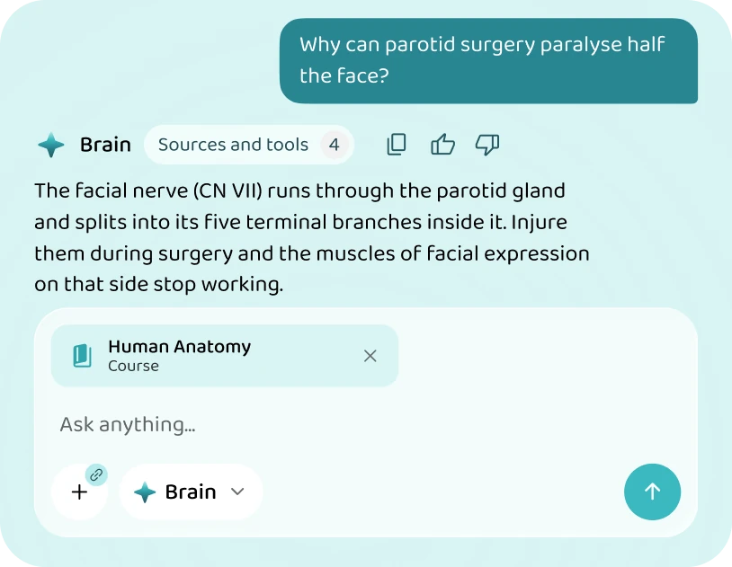 Brain explaining why parotid surgery can paralyse the face